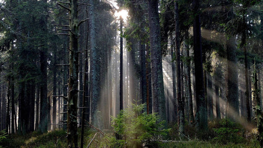 Wooden Wonders: Why Whisky Is Aged in Oak